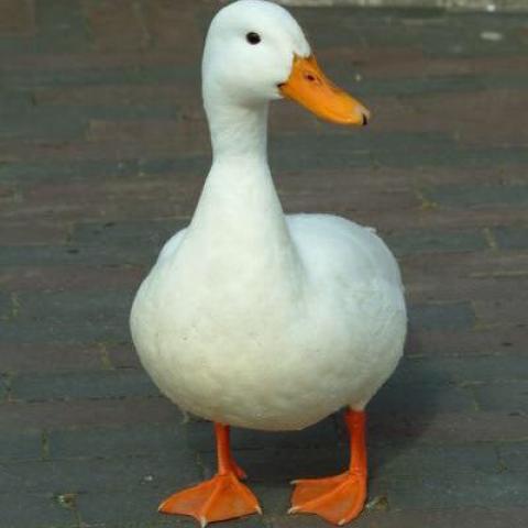 بطة