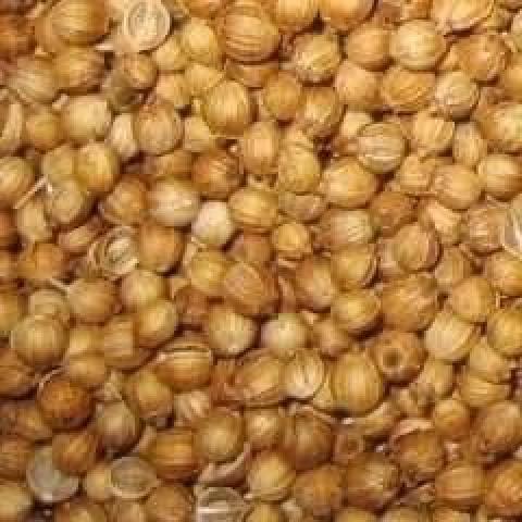 اليوم الاخباري