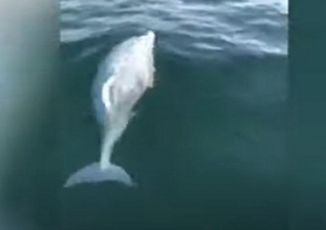 اليوم الاخباري