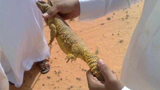 اليوم الاخباري