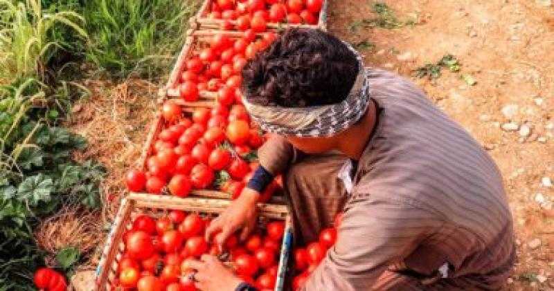 تعرف على موعد انخفاض أسعار الطماطم فى الأسواق المصرية.. تفاصيل