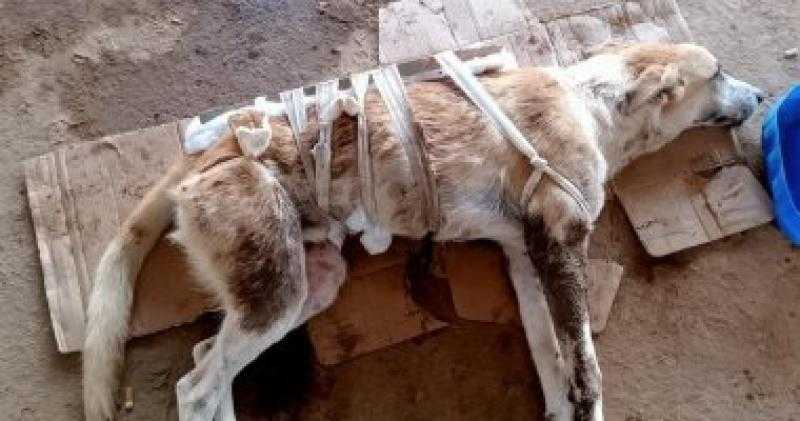 قصة ”48 ساعة إنسانية” بالعريش: متطوعون ينقذون كلبا صدمته سيارة