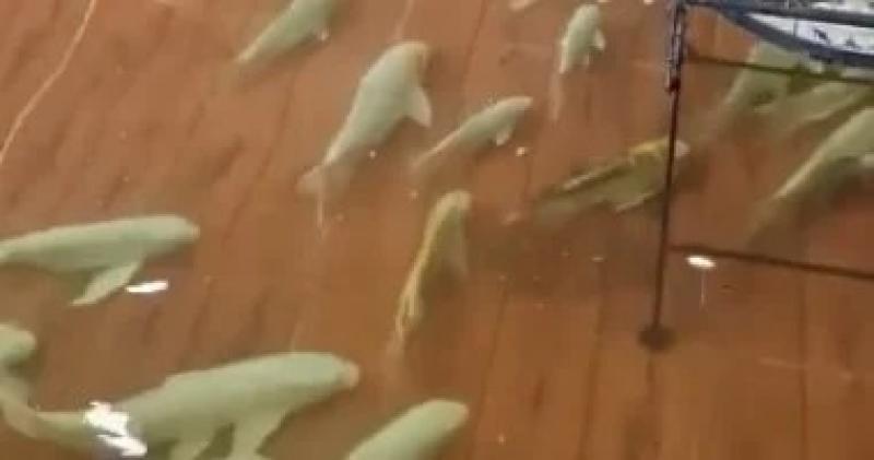 اليوم الاخباري