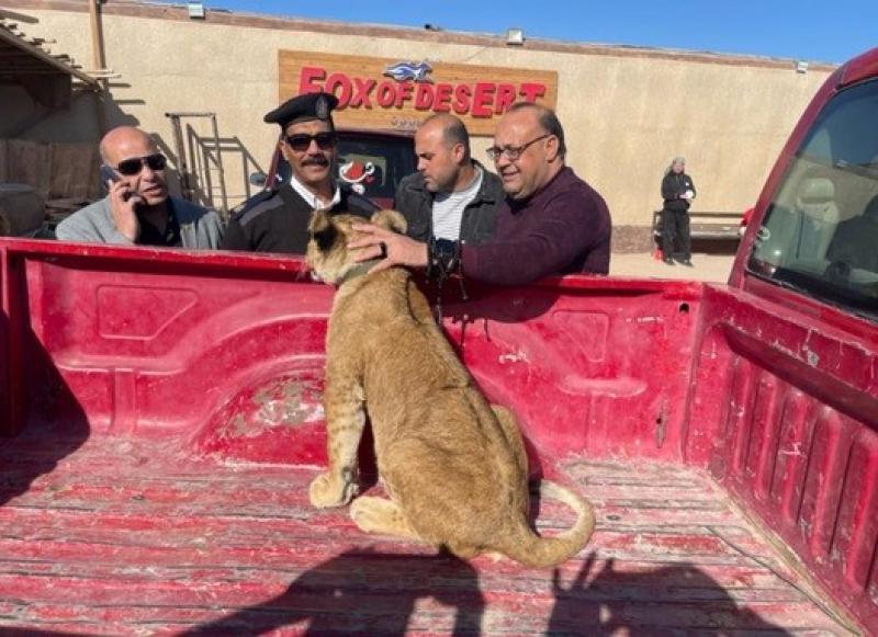 حملة بيئية تعثر على شبل في جبل بالغردقة.. وإيداعه حديقة الحيوان بالقاهرة لحين انتهاء التحقيقات