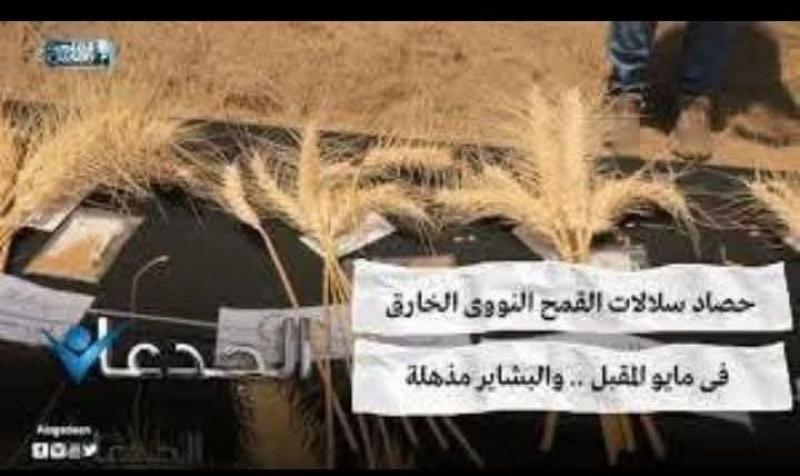 زيادة معدل إنتاج القمح للضعف في المشروع الجديد