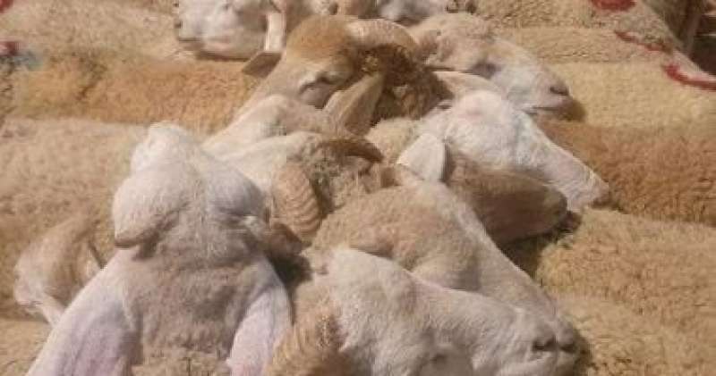 اليوم الاخباري
