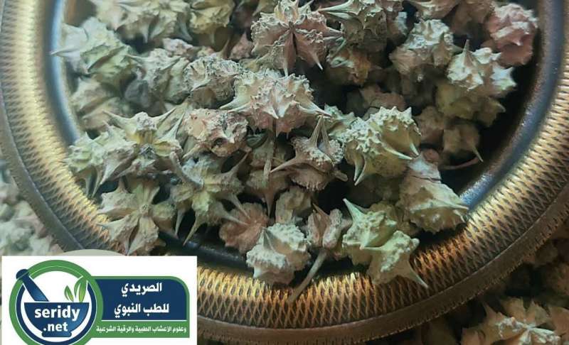 اليوم الاخباري