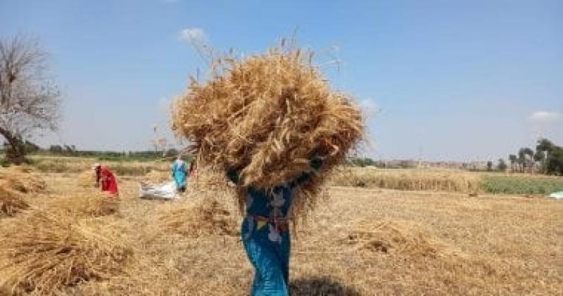 كيف نحول مخلفات القمح إلى كنوز اقتصادية وبيئية؟