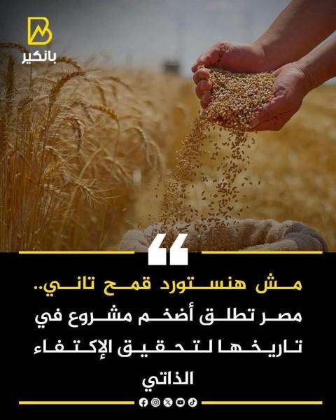 مصر لن تستورد قمح وتكتفي ذاتيا هذا العام