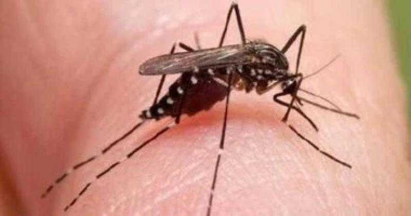 أعراض متداخلة لنزلات البرد والأمراض المنقولة بالبعوض.. كيفية التمييز بينهما