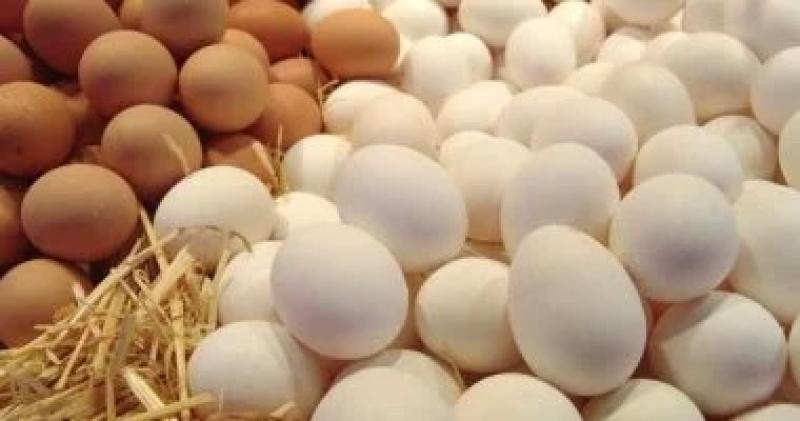 اليوم الاخباري