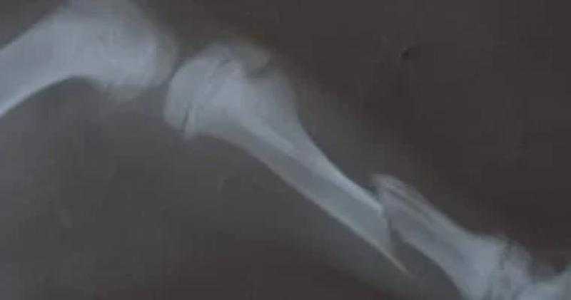 جراحة ناجحة لتثبيت عظام ساق كلب عمره 3 شهور تعرض لحادث سيارة بالغربية