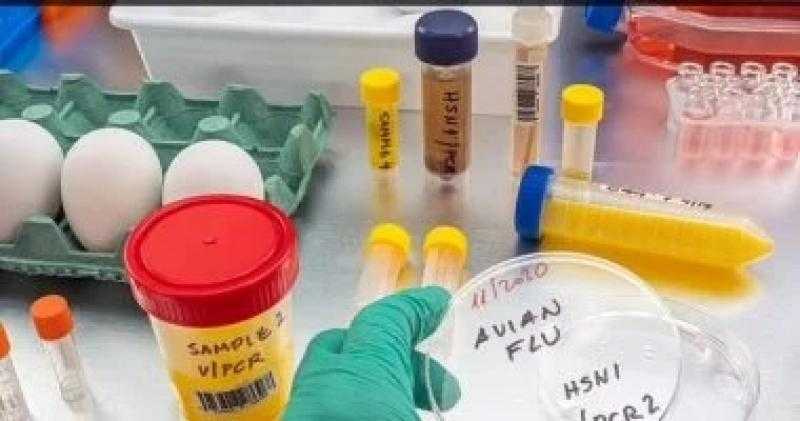 تطوير لقاح تجريبى ضد السلالات المعروفة من أنفلونزا الطيور