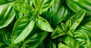 فوائد الريحان.. أهمها دعم المناعة وتنظيم السكر بطريقة طبيعية