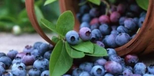 من مكونين.. أفضل مزيج غذائى لدعم صحة دماغك وتعزيز الإدراك