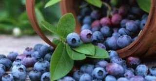 من مكونين.. أفضل مزيج غذائى لدعم صحة دماغك وتعزيز الإدراك