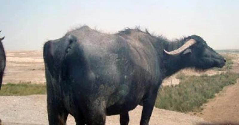 اليوم الاخباري