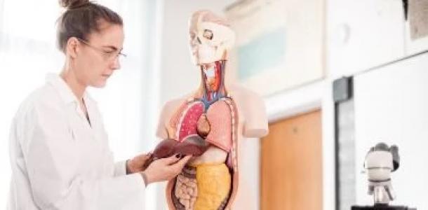 علاج الكبد الدهنى بدون دايت يفتح باب الأمل لملايين المرضى