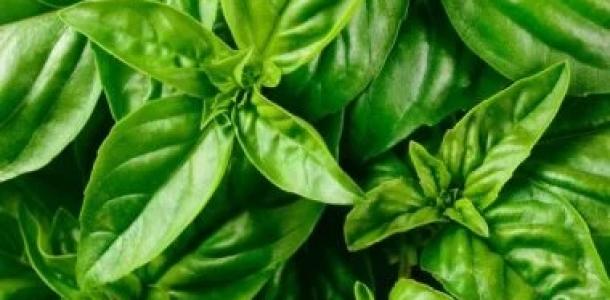 ماذا يحدث لرئتيك عندما تشرب ماء الريحان كل صباح؟
