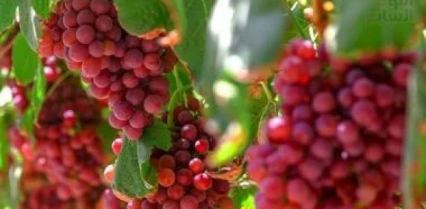 فوائد صحية مذهلة لا تعرفها عن العنب