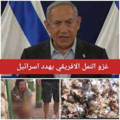 النمل الافريقي يهدد اسرائيل سبحان الله